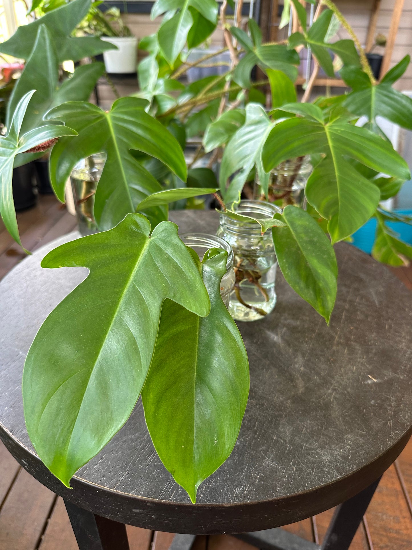Philodendron Squamiferum