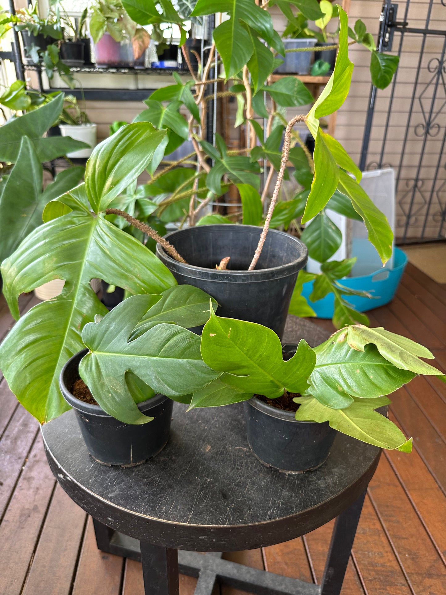 Philodendron Squamiferum — Dirt Propagated Cuttings (Potted)