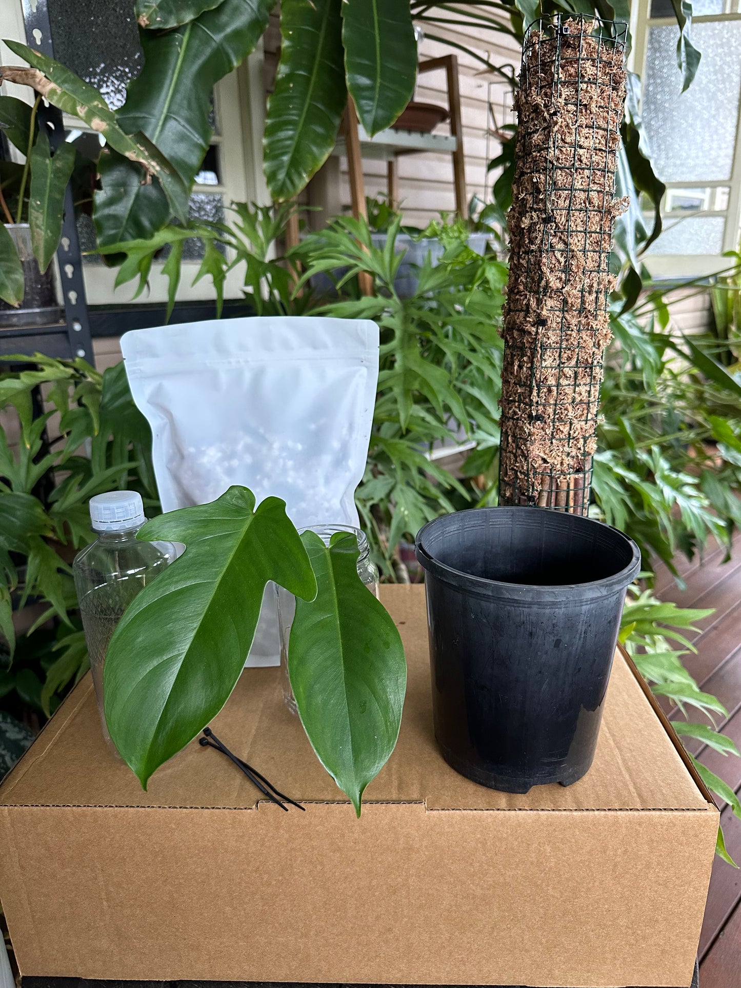 Large DIY Plant Box w/Moss Pole and Cuttings