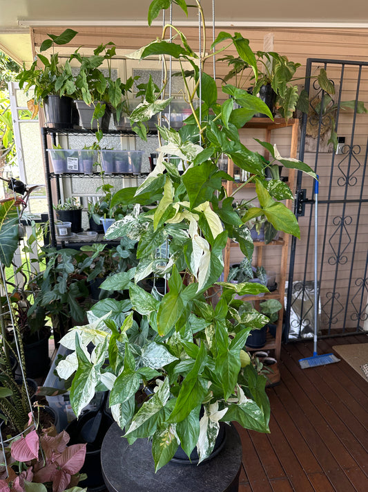 Syngonium Fantasy Cuttings