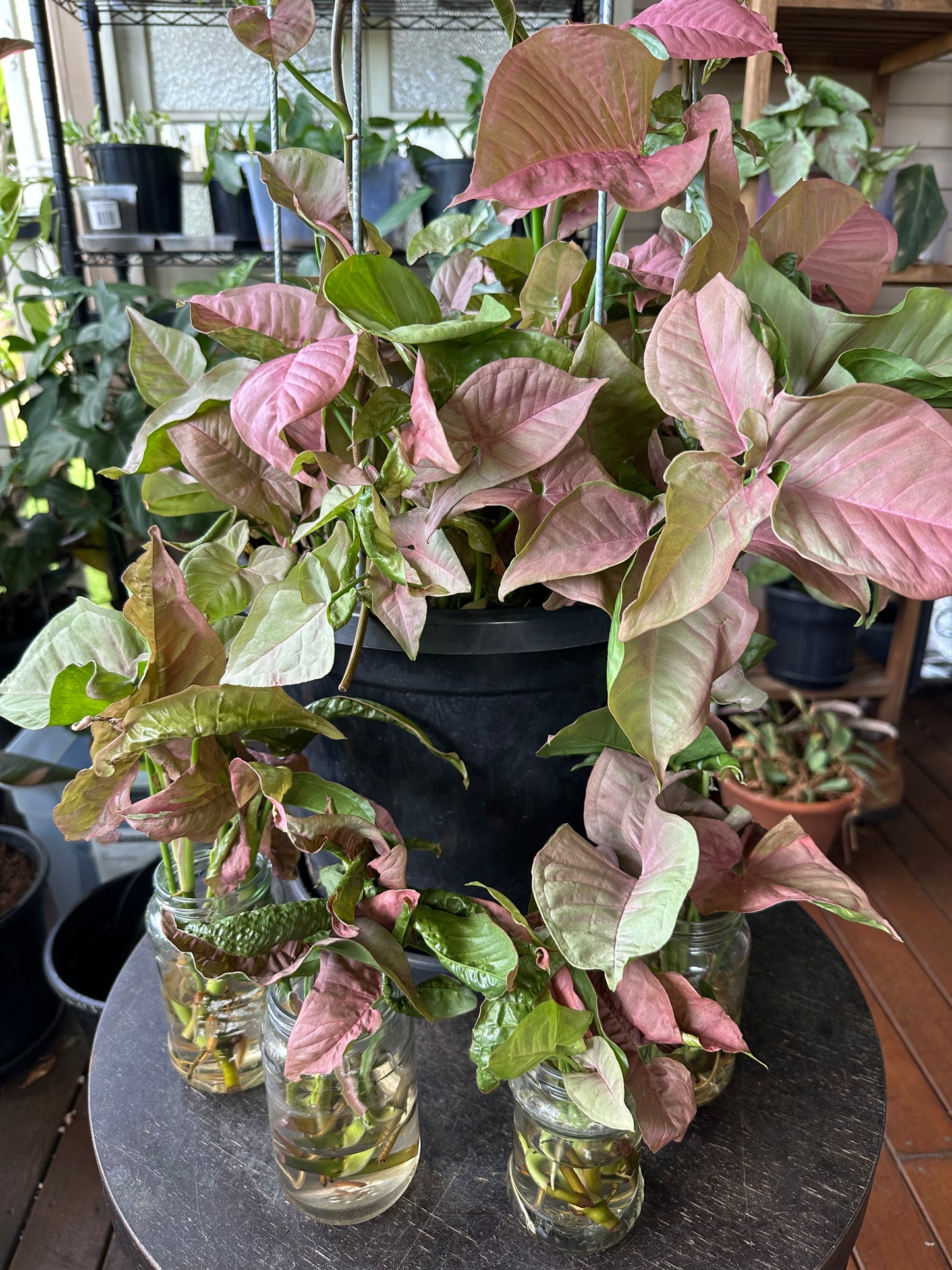 Syngonium Neon (Pink) Cuttings
