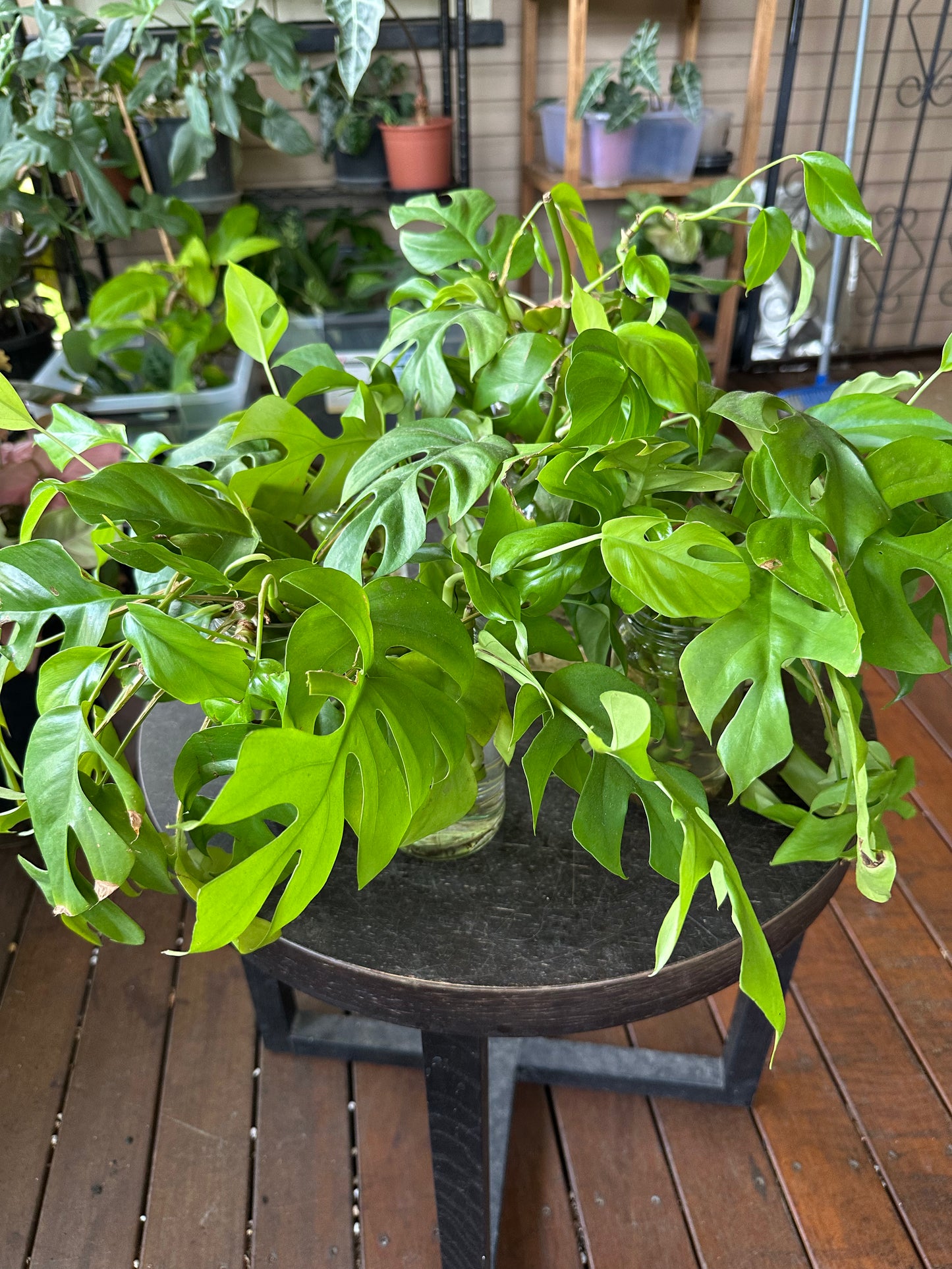 Rhaphidophora Tetrasperma Cuttings