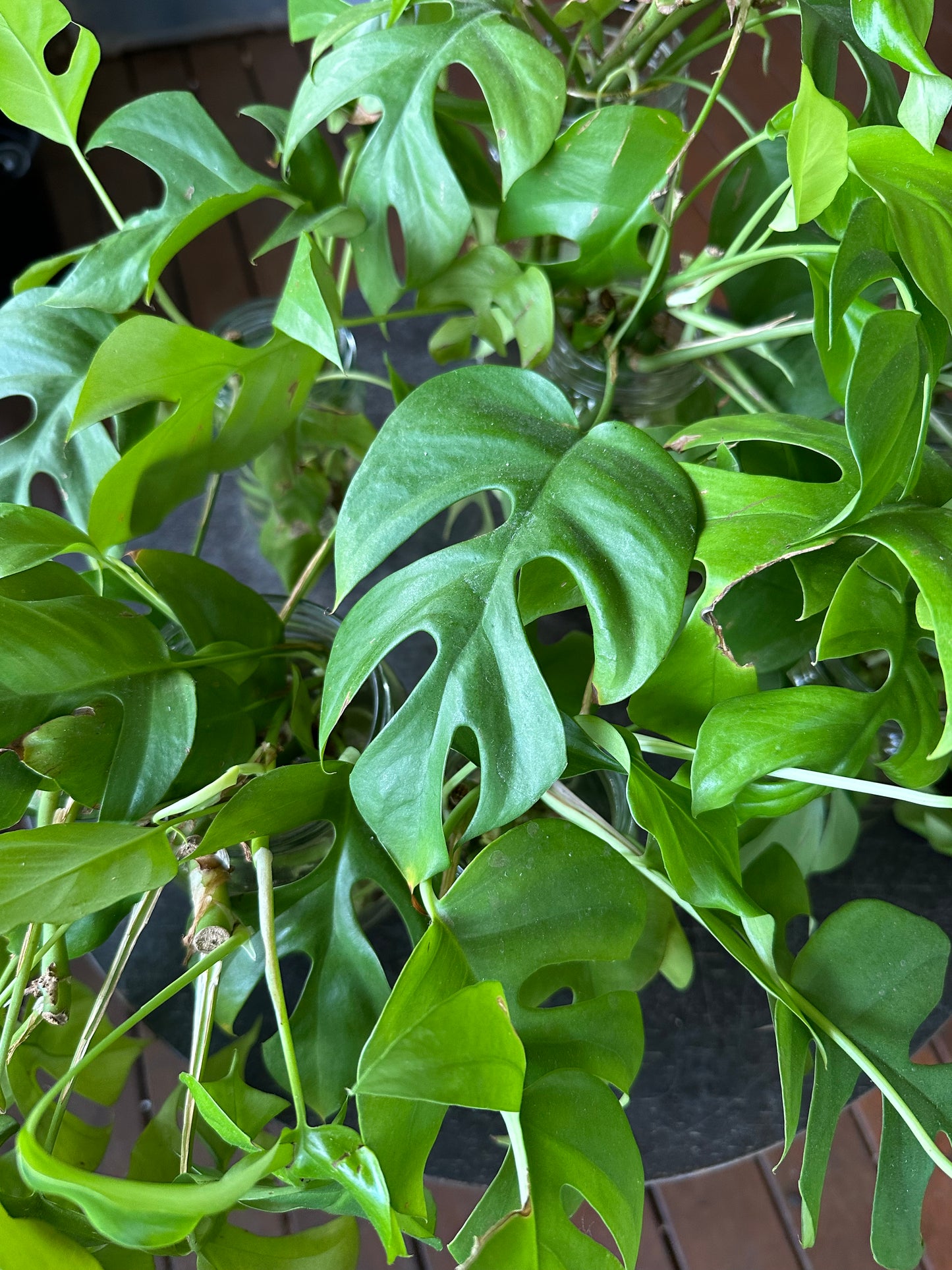 Rhaphidophora Tetrasperma Cuttings